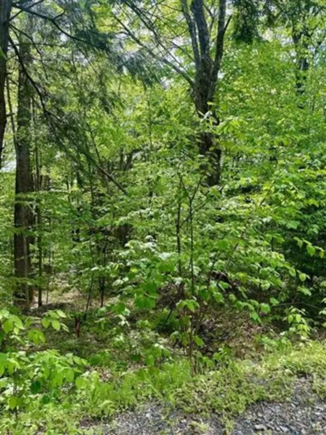 G6 Timber Lane, Wardsboro, VT 05355 - #3