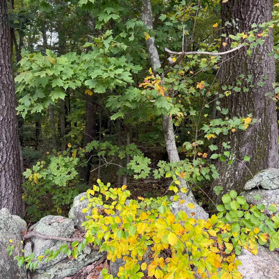 Stowell Road #3, Bedford, NH 03110 - #3