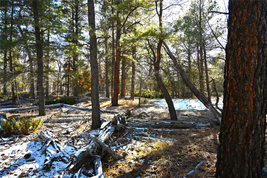 LOT 10 Nm Sr 512, Chama, NM 87520 - Image #3