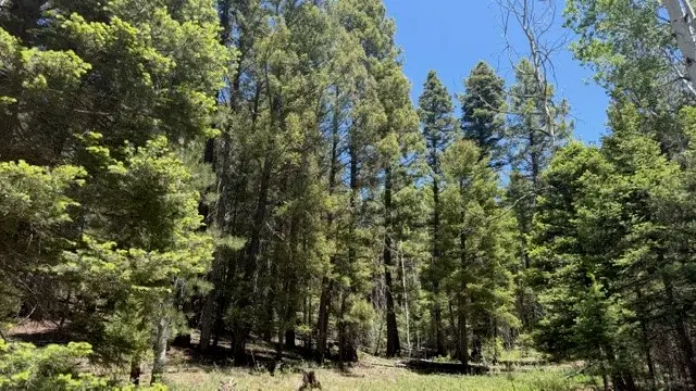 43.9 Acres Sawyer Mesa Road, Pecos, NM 87552 - #2