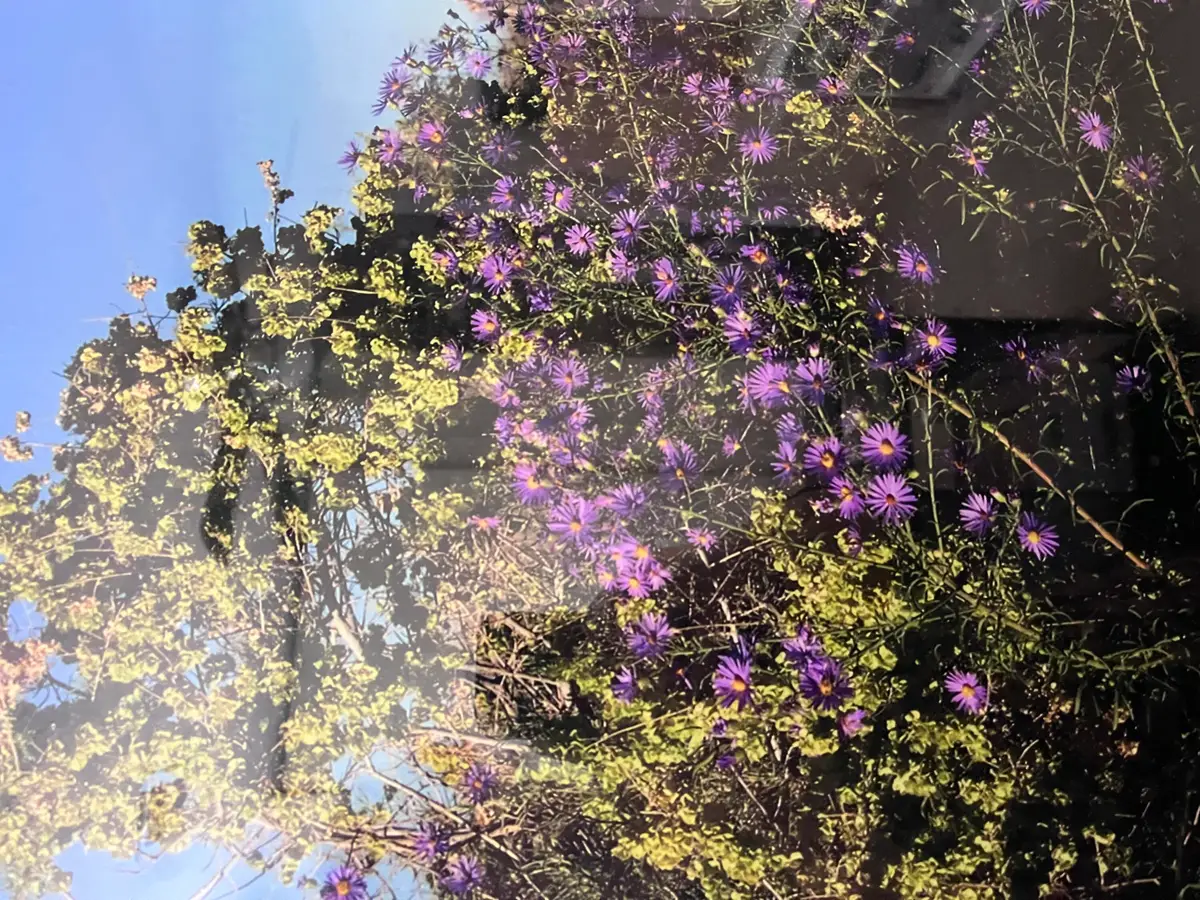 XX Findlay Street Ne, Rio Rancho, NM 87144 - Image #1