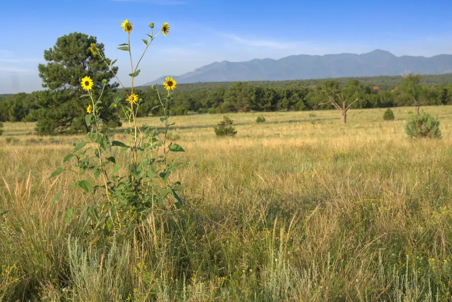 Subd: Torreon Grant Tract: A-1, Torreon, NM 87061 - #2
