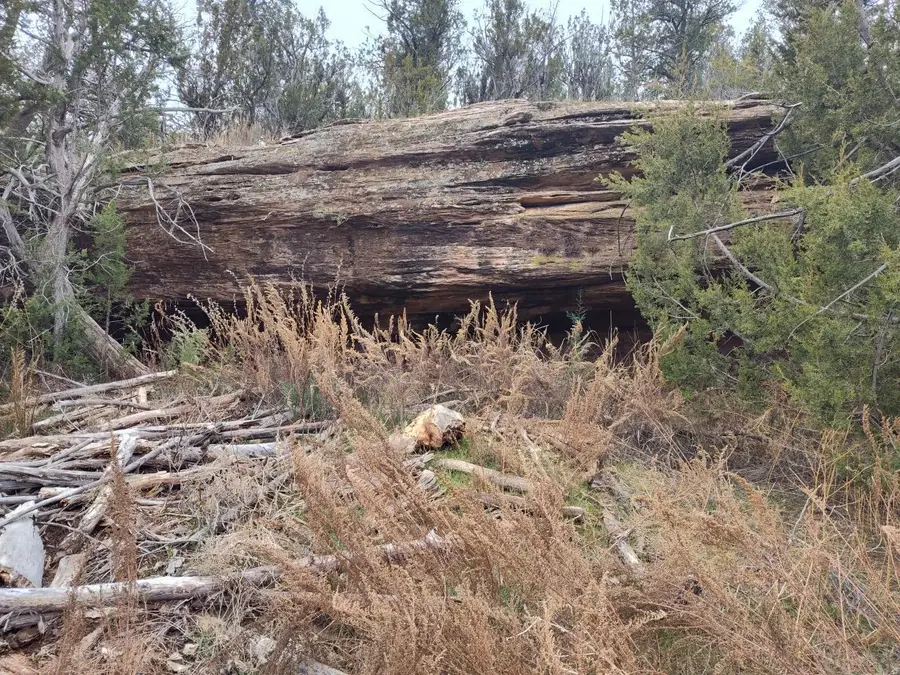 470 Red Bluff Road, Mountainair, NM 87036 - #3