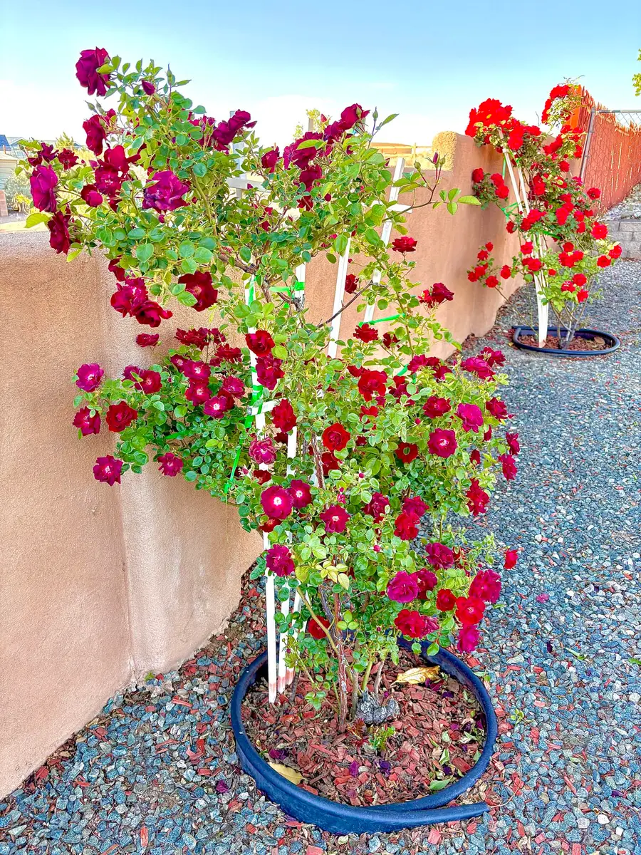 7000 Vatapa Road Ne, Rio Rancho, NM 87144 - Image #3