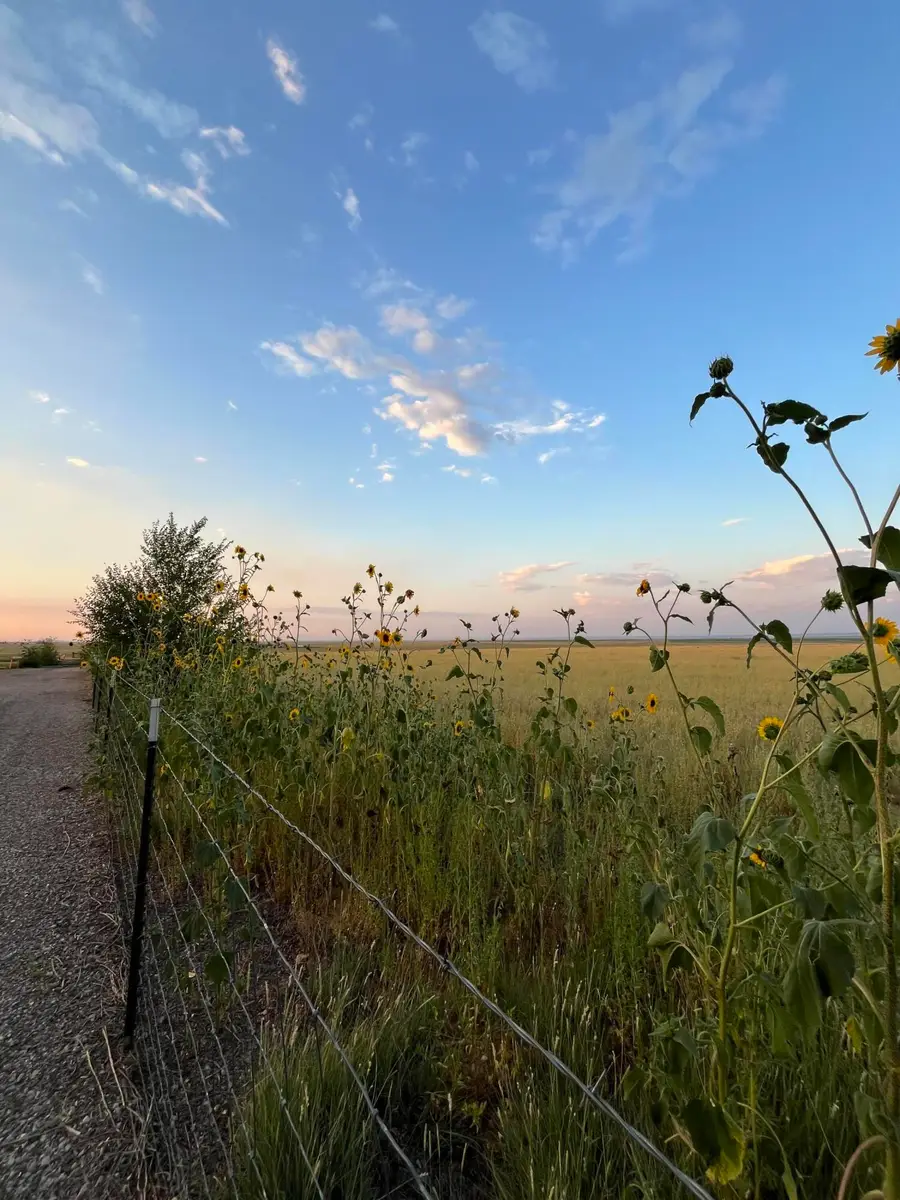 Tomasini Court, Moriarty, NM 87035 - #2