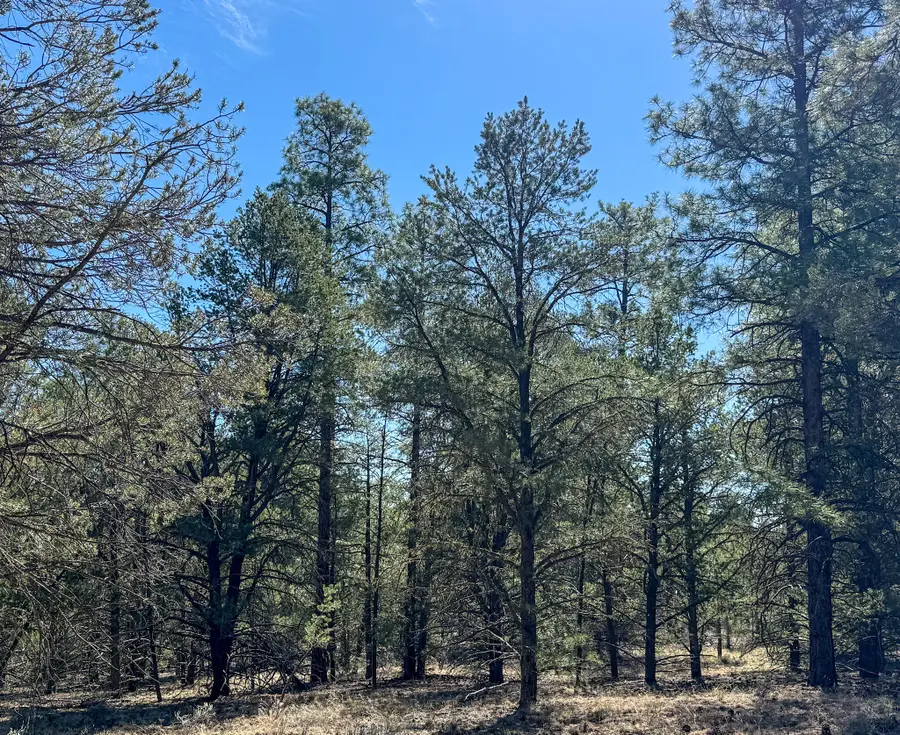 Elk W Elk Drive #44 and 45, Ramah, NM 87321 - #3