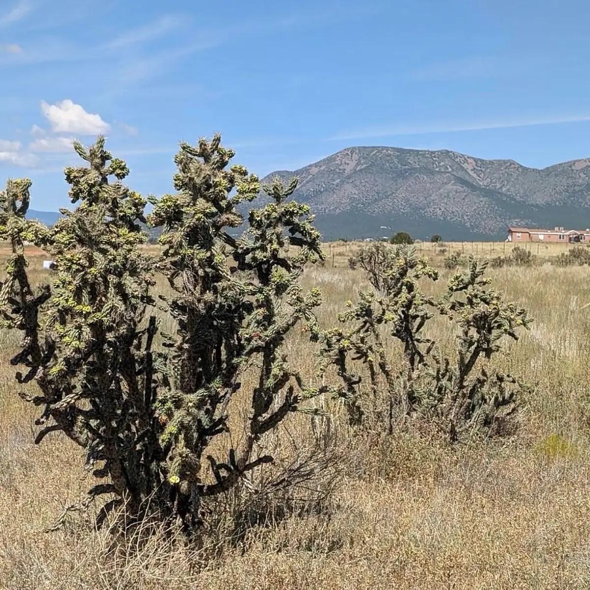0 N Weimer North Road, Stanley, NM 87056 - #1