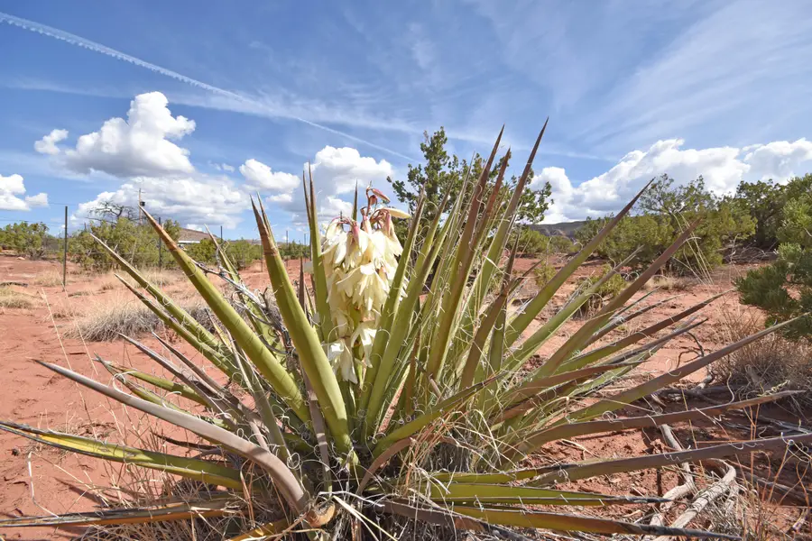 Lot 16 Unit 2 Jemez Canyon Estates, Jemez Pueblo, NM 87024 - #2