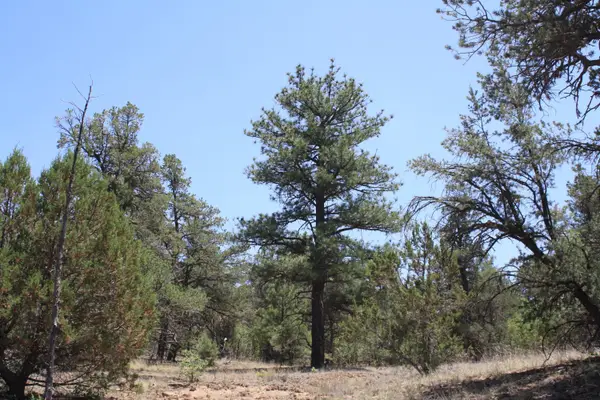 Lots 4-6 Bodean Road, Ramah, NM 87321