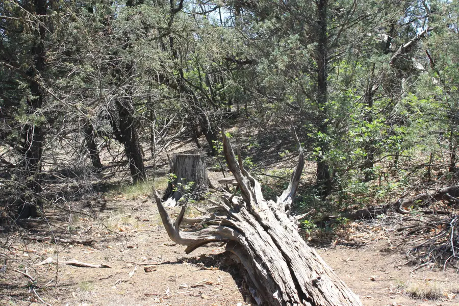 Lots 4-6 Bodean Road, Ramah, NM 87321 - #3
