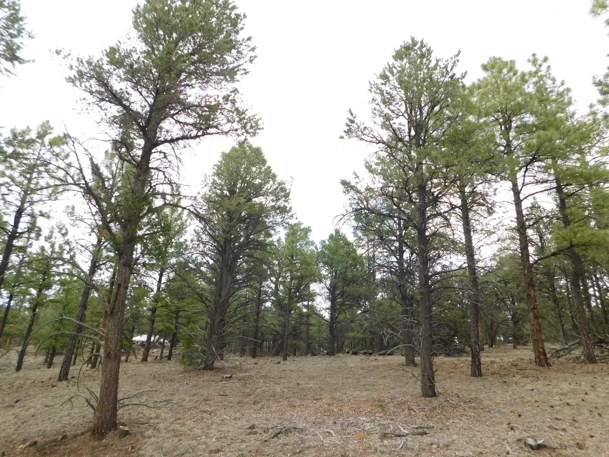 S2 Leon Dr, Quemado, NM 87829 - #1