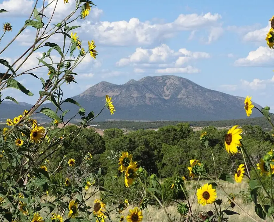 14 Thunder Hawk, Tijeras, NM 87059 - #2