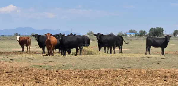 XX Ash Street, Moriarty, NM 87035