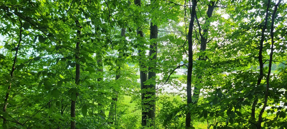 TBD Lakeview Drive, Cushing, MN 56443 - Image #1