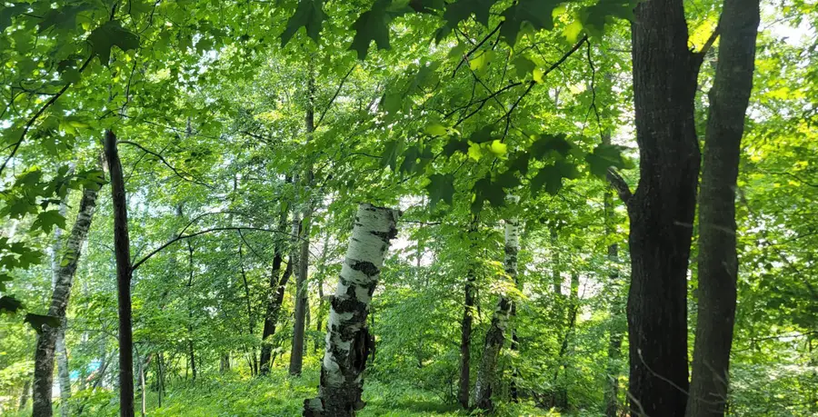 TBD Lakeview Drive, Cushing, MN 56443 - Image #3