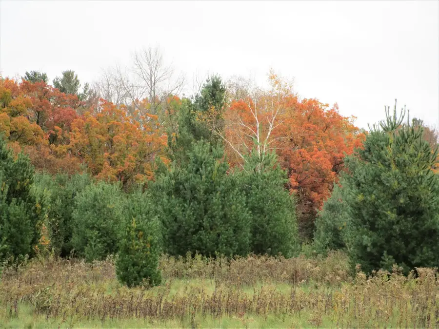 Parcel 1 90th Street, Frederic, WI 54837 - Image #2