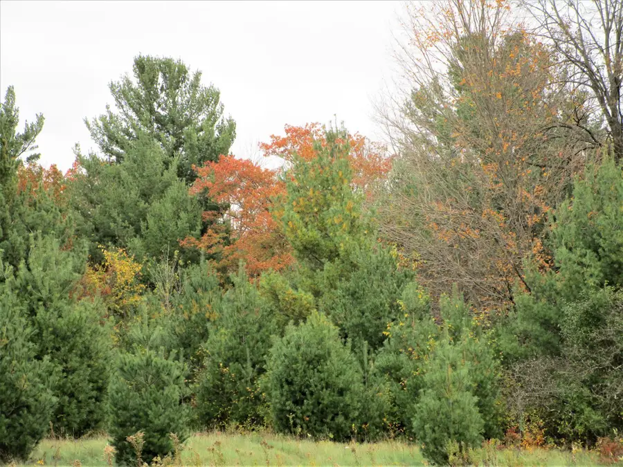 Parcel 1 90th Street, Frederic, WI 54837 - Image #3