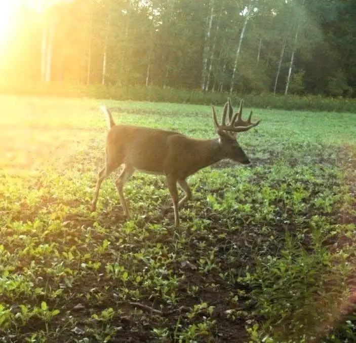 110 Acres County Road O, Bruce, WI 54819 - Image #3