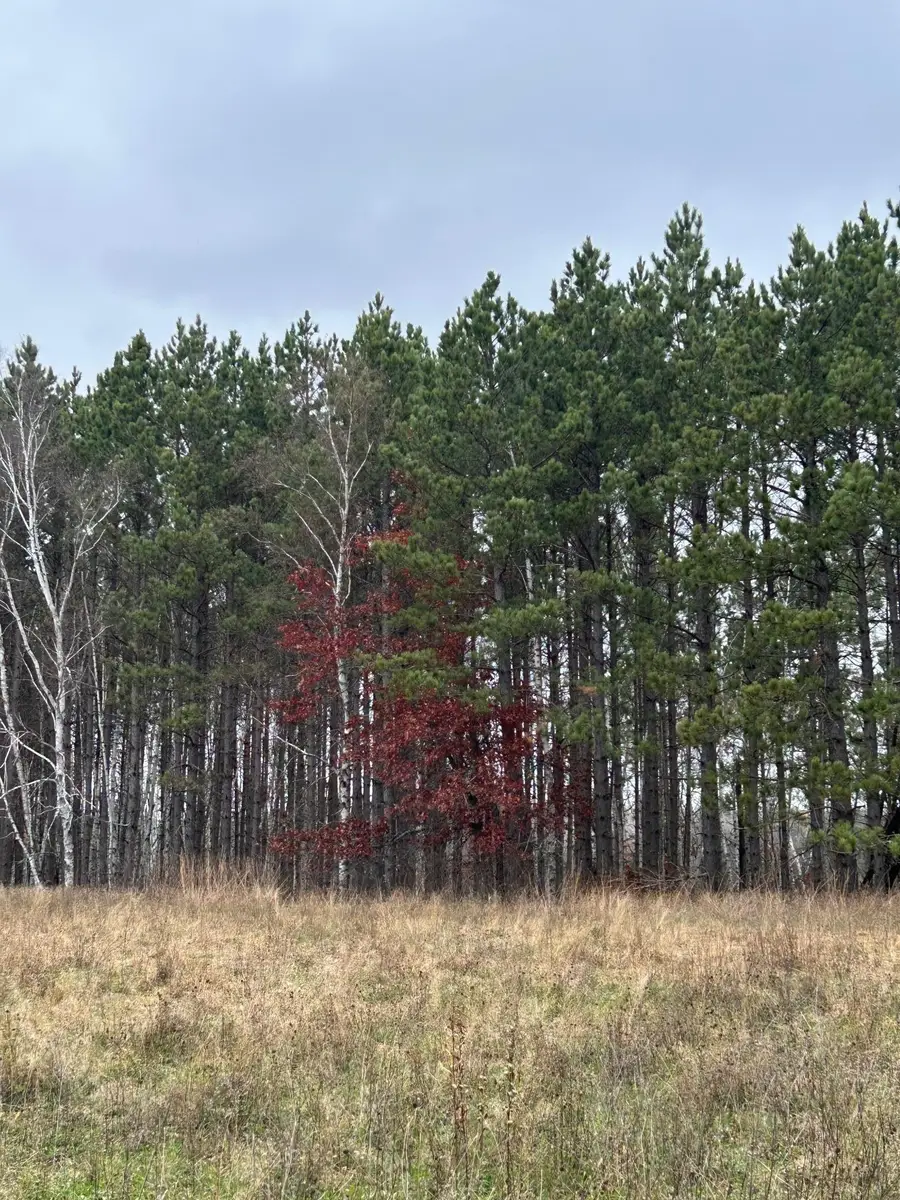 160 AC Basswood Lake Road, Forest Township, MN 56575 - Image #2