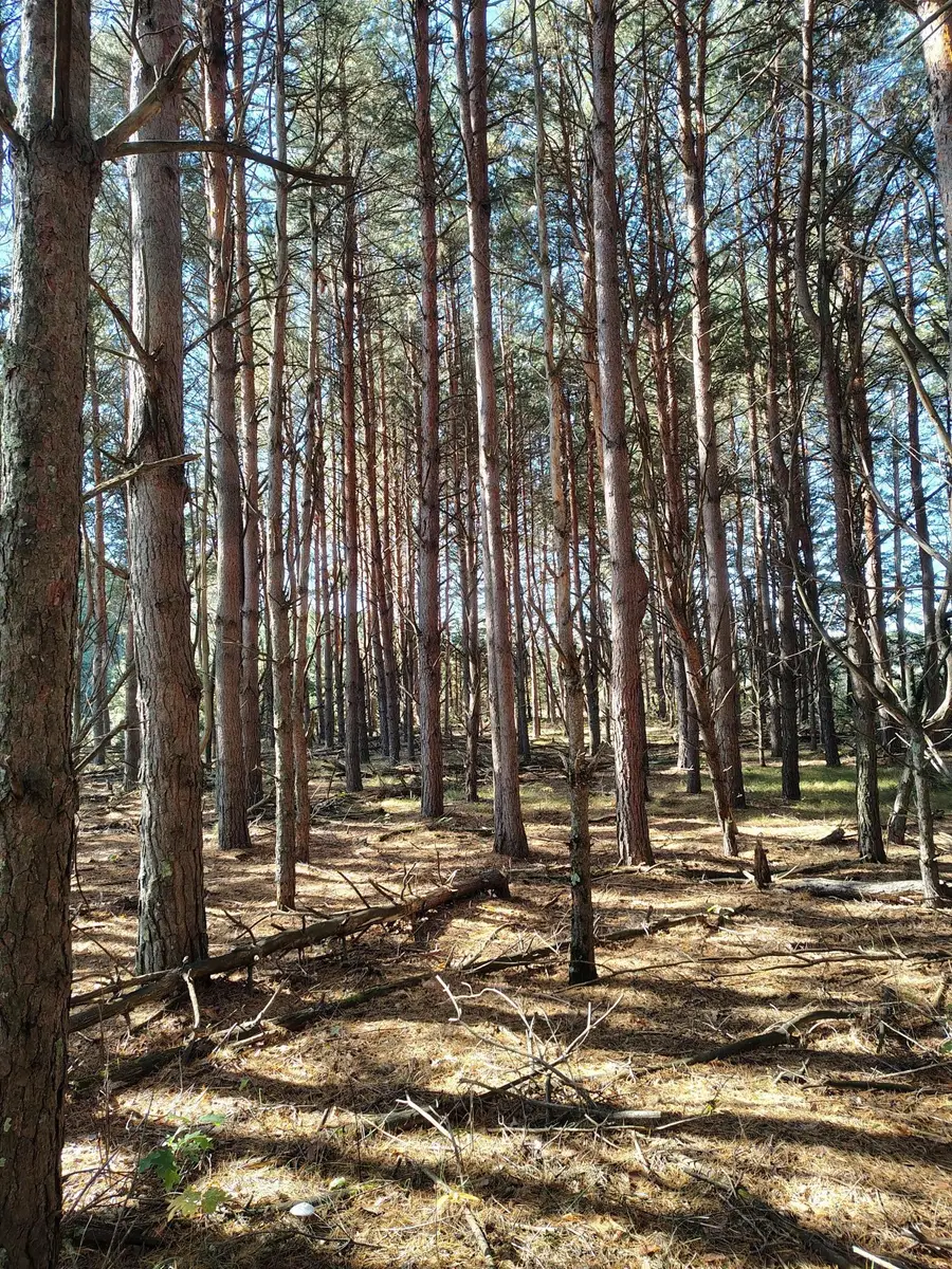 TBD County Rd 87, Badoura Township, MN 56467 - Image #2