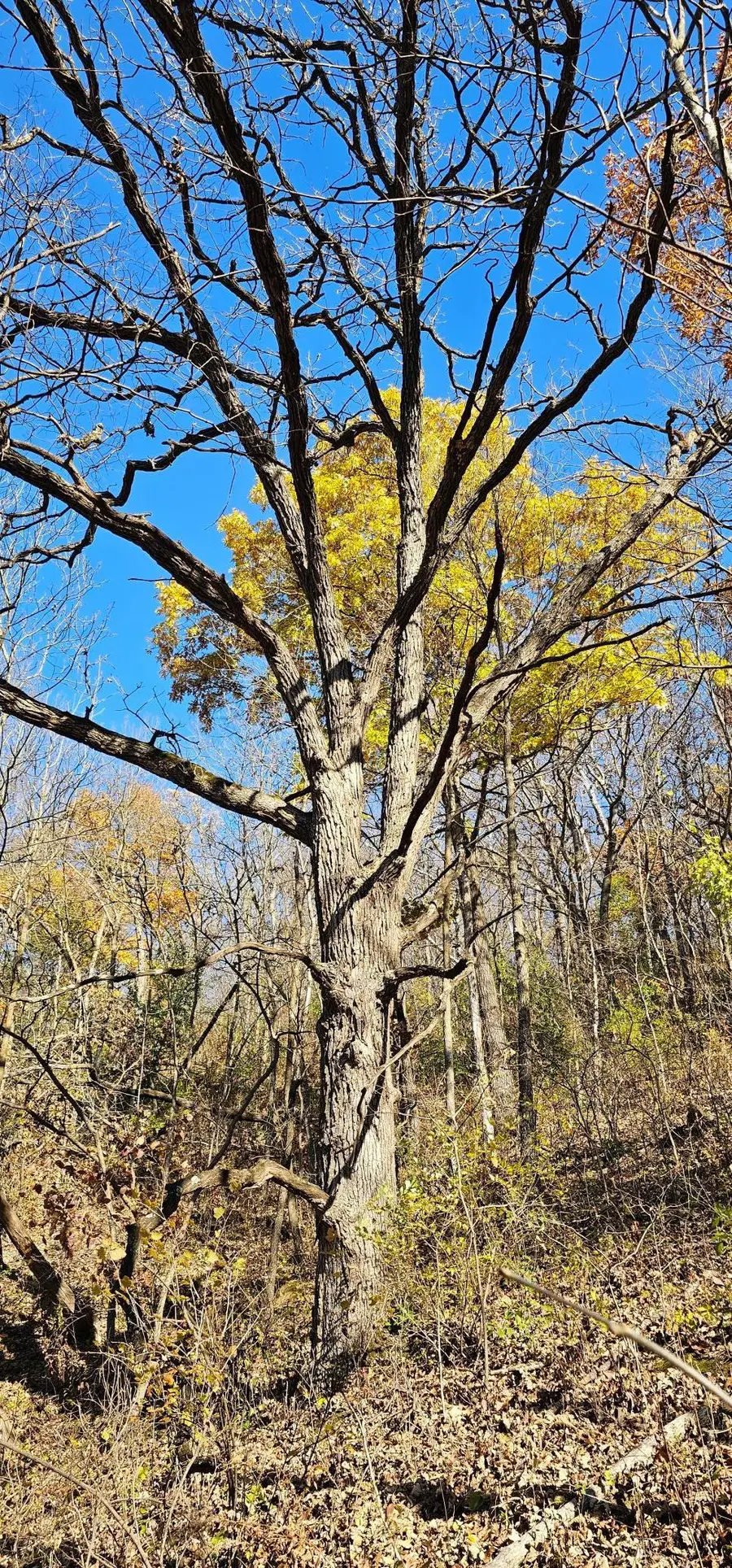 TBD State Highway 43, Rushford, MN 55971 - Image #2