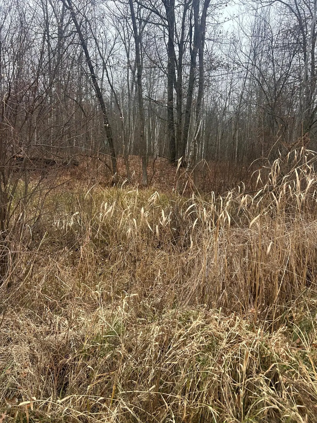 TBDxx Lake Camile, Cushing Township, MN 56475 - Image #1