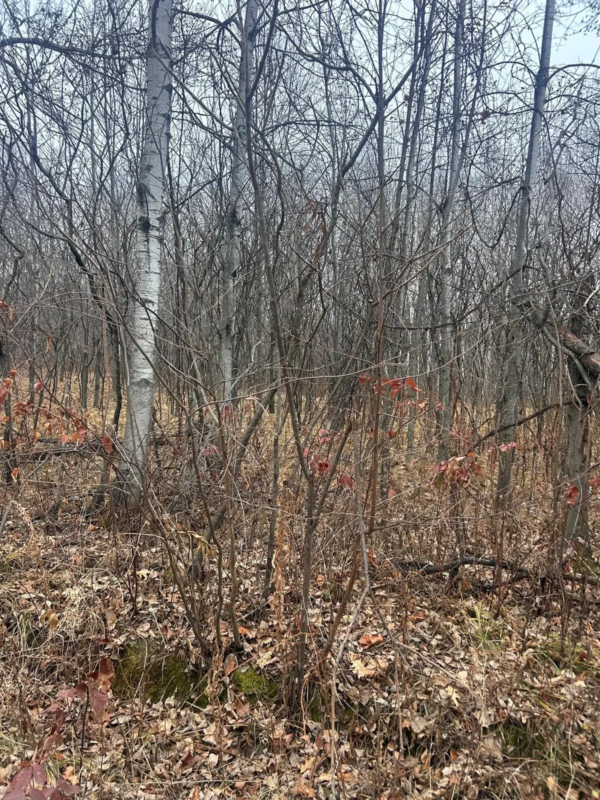 TBDxx Golf Course Dr, Cushing Township, MN 56443 - Image #1