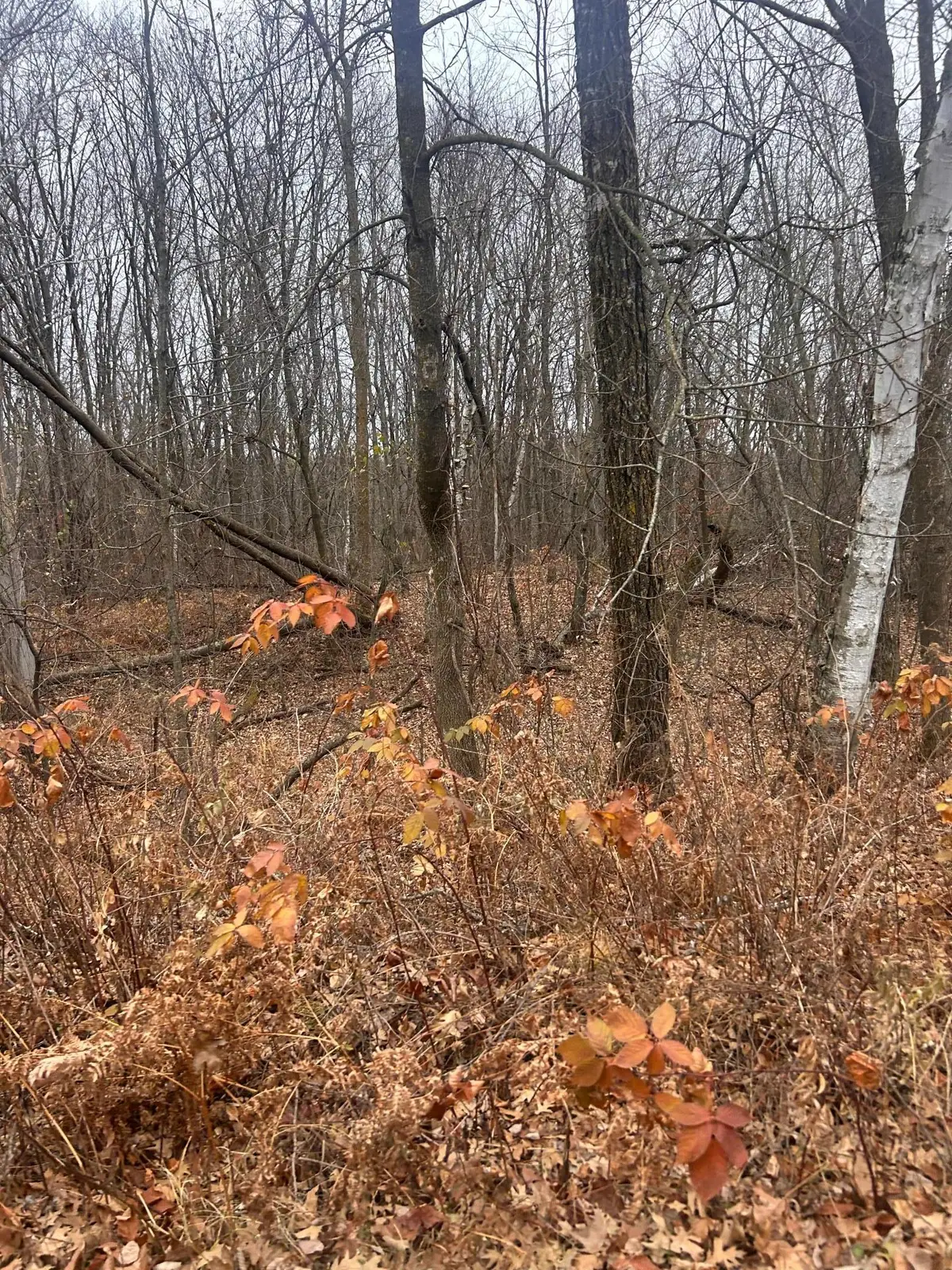 TBDxxx Golf Course Dr, Cushing Township, MN 56443 - Image #1