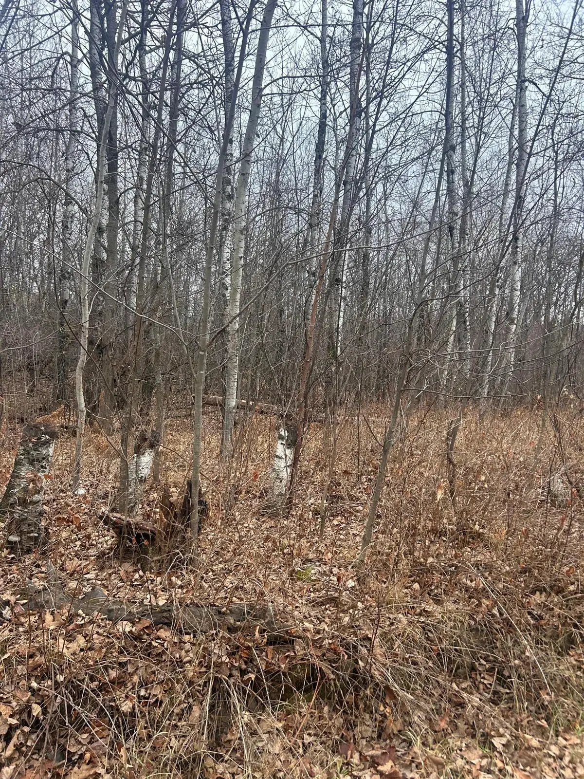 TBDxxxx Golf Course Dr, Cushing Township, MN 56443 - Image #1