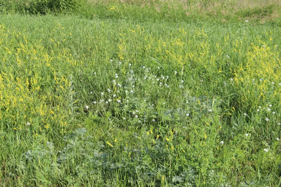 TBD Norwegian Road, Vining, MN 56588 - Image #3