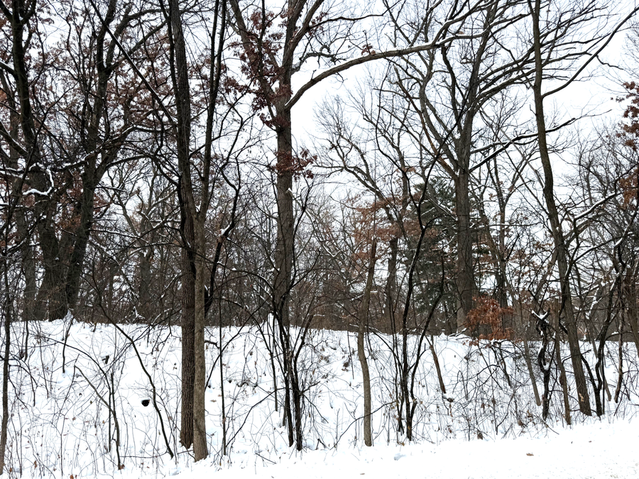 381 Totem Road, Saint Paul, MN 55119 - Image #3