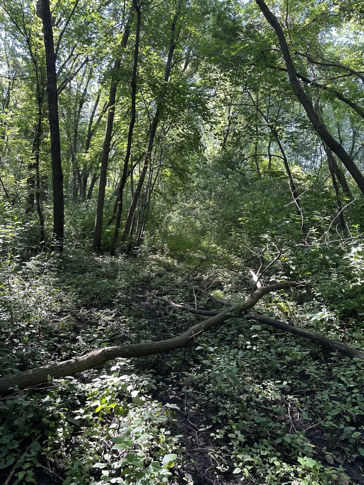 XXX 50th Street Se, Franklin Township, MN 55313 - Image #1