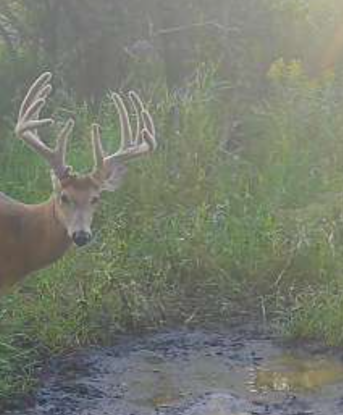 TBD Co Hwy 73, Deer Creek, MN 56527 - Image #1