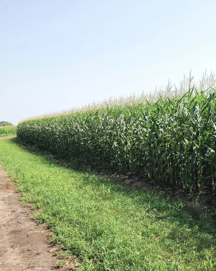 TBD County 36, Long Prairie, MN 56347 - Image #3