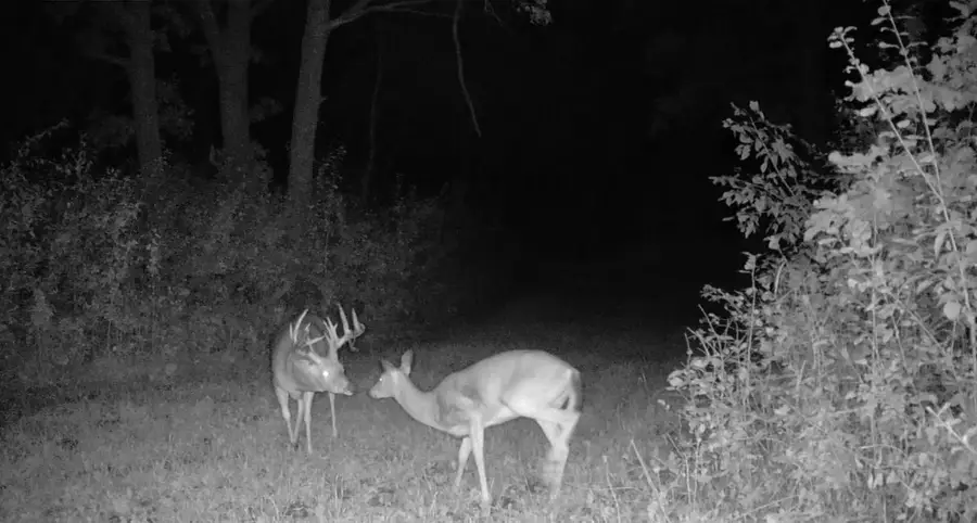 TBD cty rd 115 +/- 146.62 acres County Road 115, Saint Augusta, MN 56301 - #2