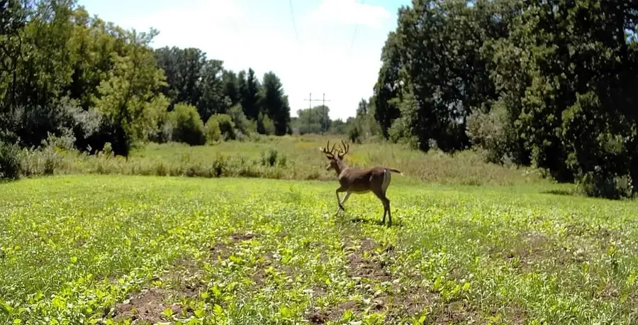 TBD cty rd 115 +/- 146.62 acres County Road 115, Saint Augusta, MN 56301 - #3