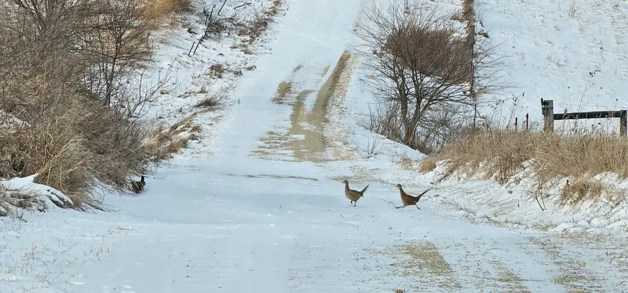 TBD Cty 13, Rushford, MN 55971 - #3