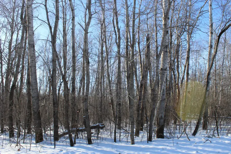 91xx 200th Street, Milaca, MN 56353 - #3