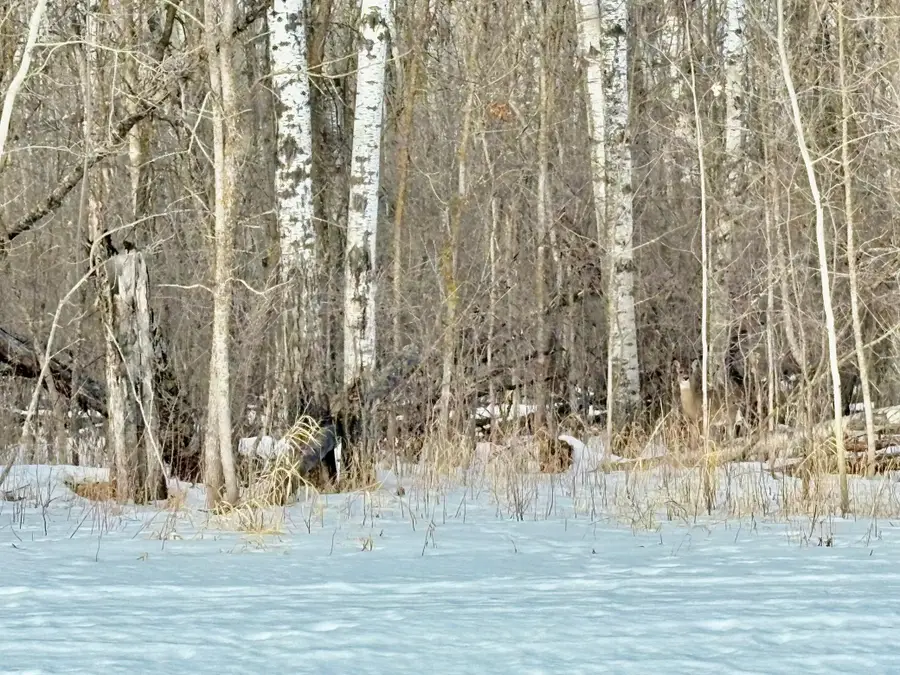 TBD Minnesota Ave Ne, Warroad, MN 56763 - #3