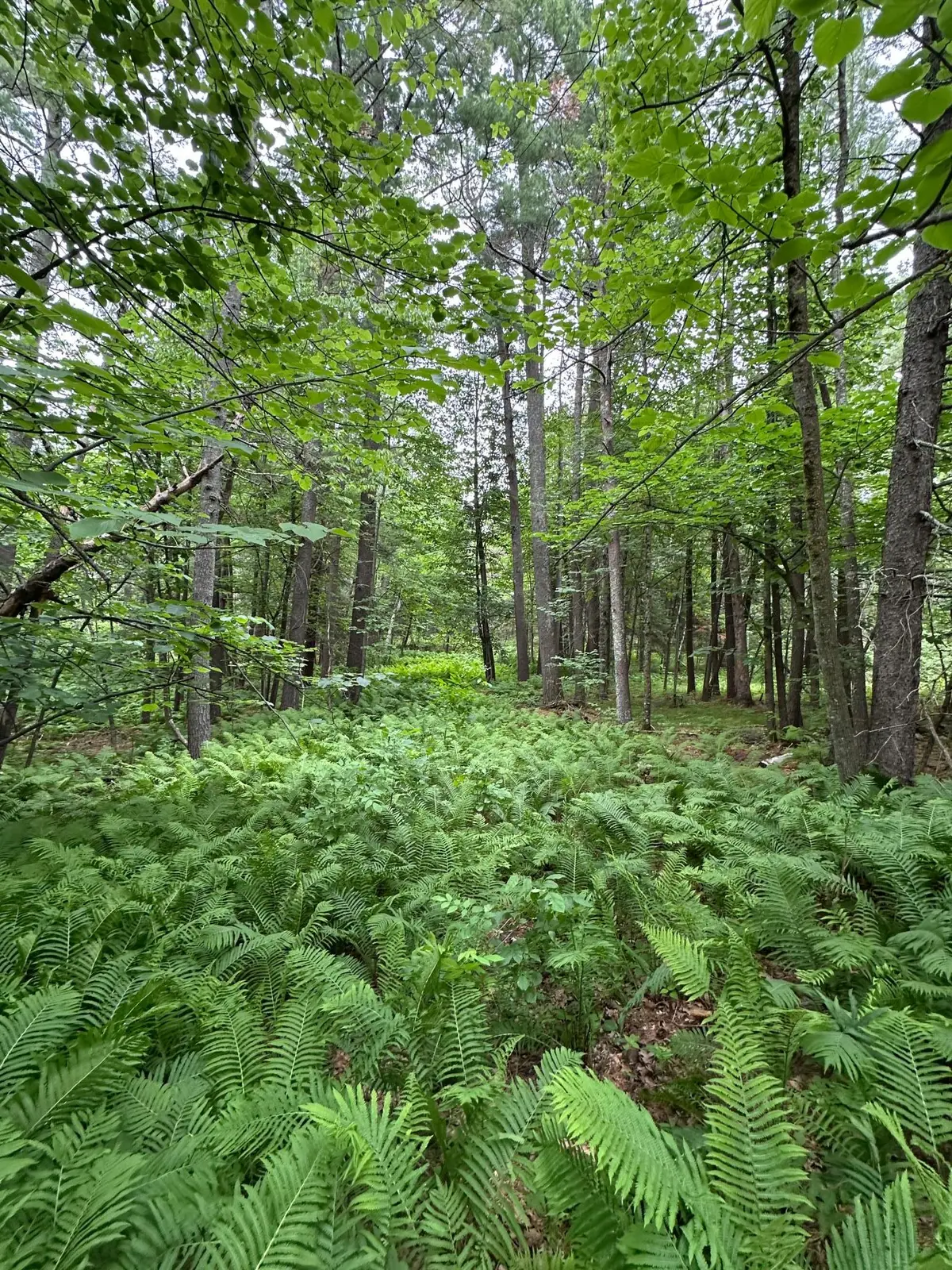 TBD New Highway 71, Bemidji, MN 56601 - #1