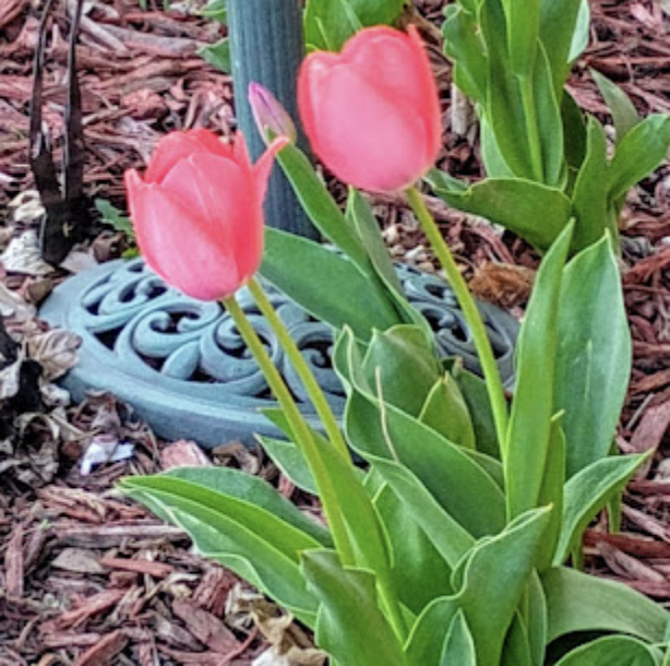 718 Stearns Avenue, Paynesville, MN 56362 - #2