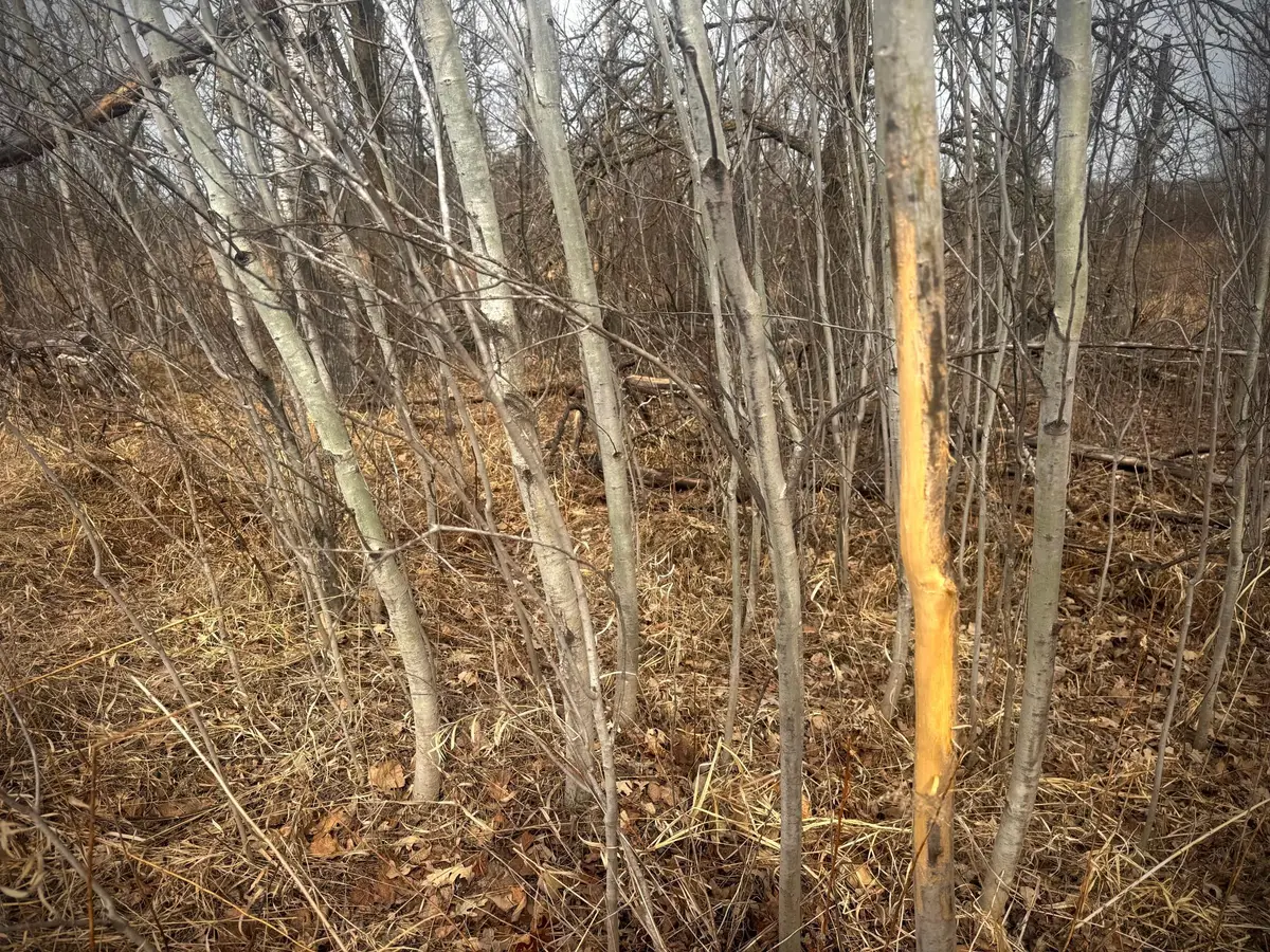 2022 Dixon Line Road, Finlayson, MN 55735 - #1