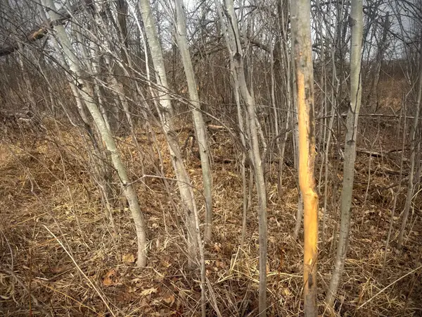 2022 Dixon Line Road, Finlayson, MN 55735