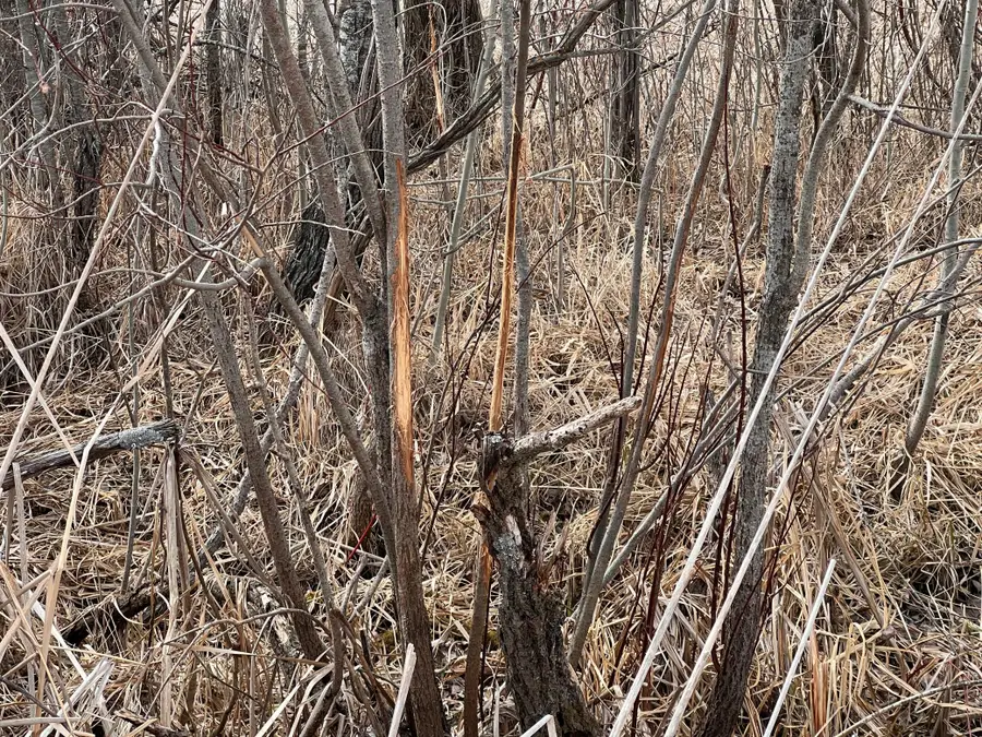 TBD 190th Ave, Pelican Rapids, MN 56572 - #2