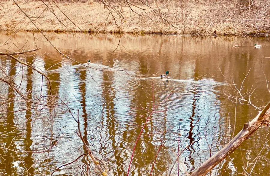 2125 Hazelwood Street, Maplewood, MN 55109 - #3