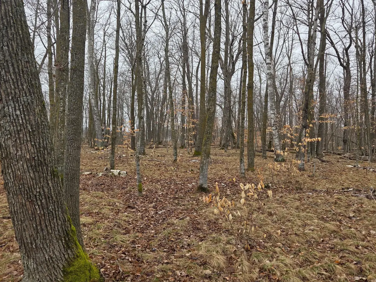 TBD Xxx, Longville, MN 56655 - #1