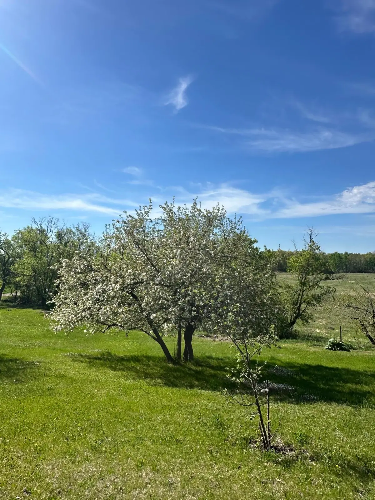 16166 510th Avenue, Menahga, MN 56464 - #1