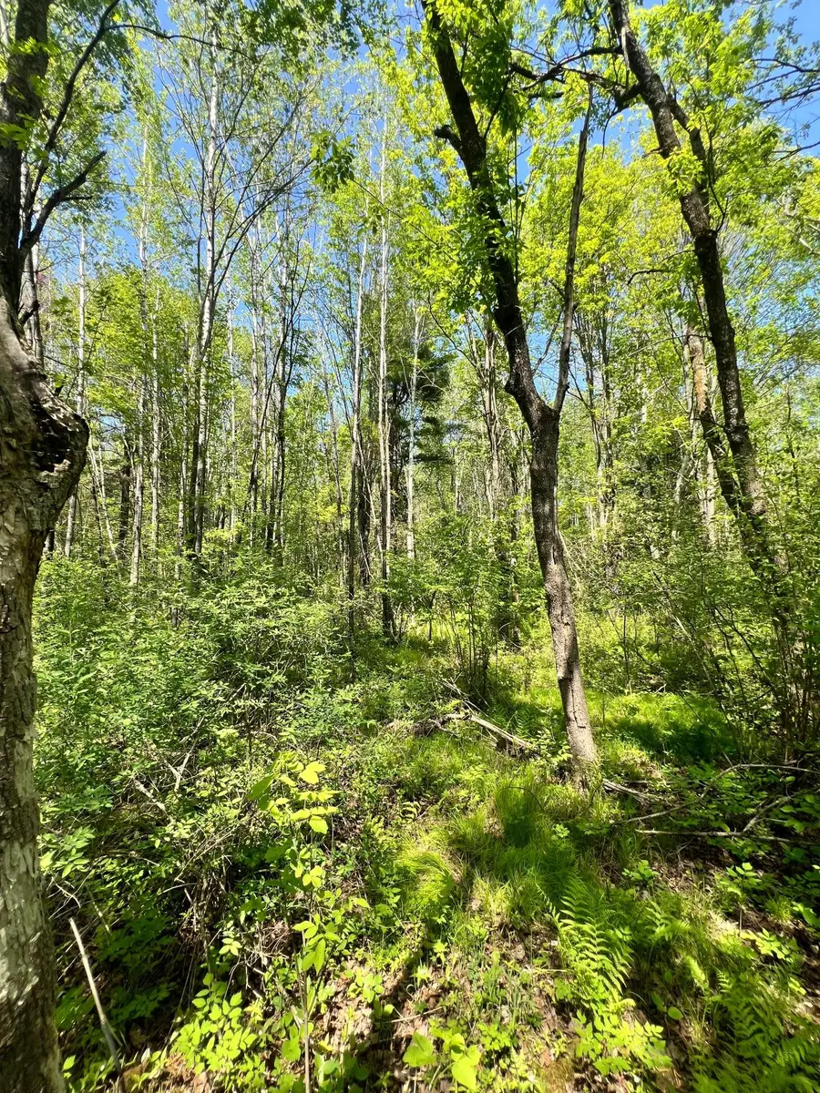 XXX Co Rd 67, Grand Rapids, MN 55744 - #3