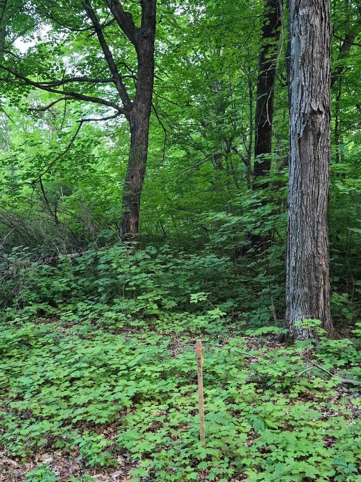 TBD Lot 310 197th Ave, McGregor, MN 55760 - #1