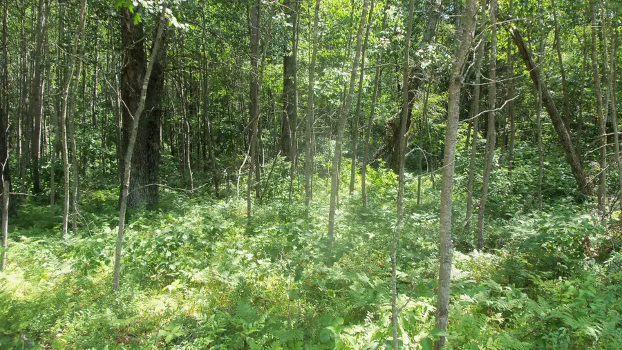 Lot 5 Brch Tree Trl, Spooner, WI 54801 - #3